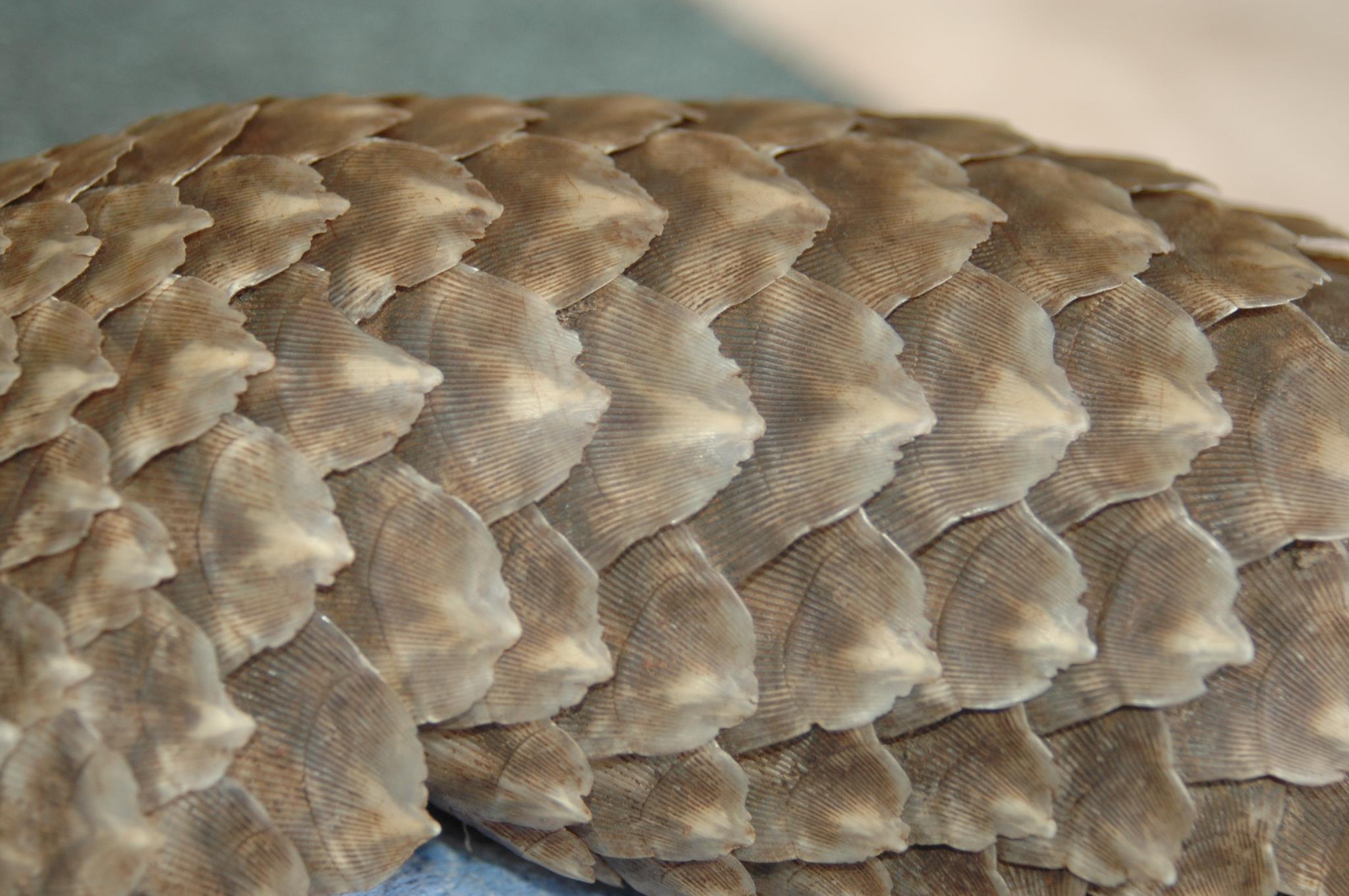 A close up of the scales. Image courtesy of Tikki Hywood Trust.