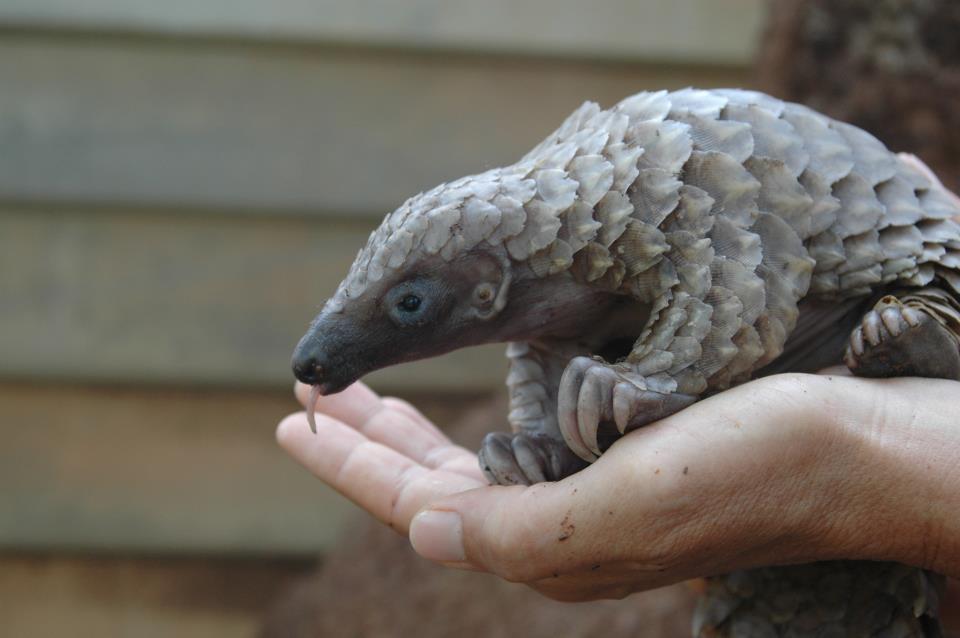 A close up featuring the tongue and claws of a pangolin.  Image courtesy of Tikki Hywood Trust.