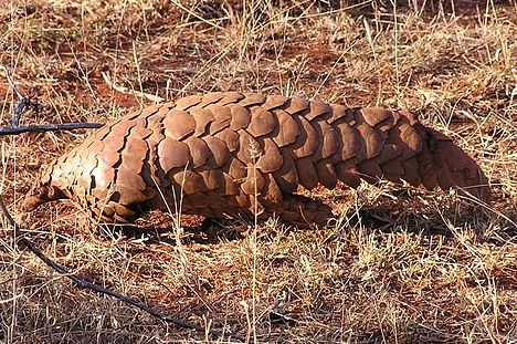 A pangolin, or "walking artichoke."  Image courtesy of user: Masteraah in the Wikimedia Commons.