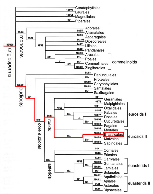 Classification among Angiosperms