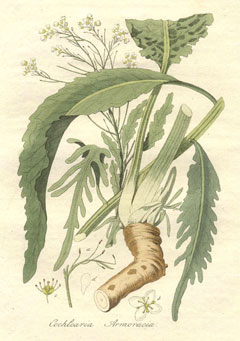 Horseradish plant