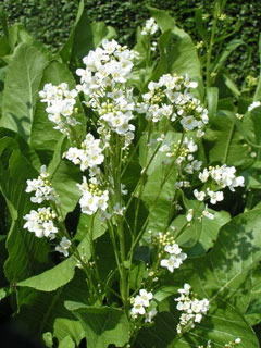 white flower of horseradish