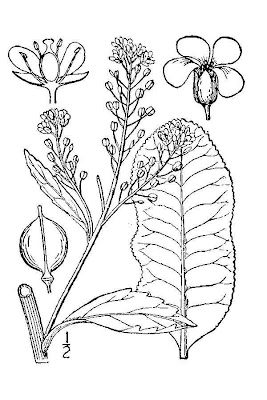Cartoon depiction of horseradish