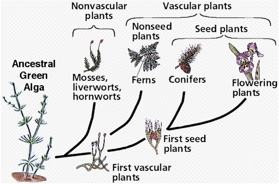 Basic Plant Phylogeny