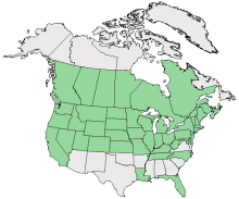 Horseradish distribution in North America