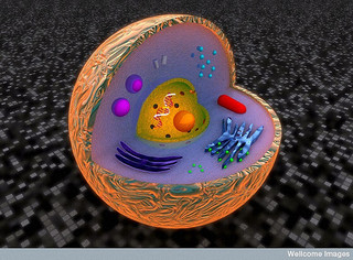 Eukaryotic Cell - image courtsey of Wellcome Images
