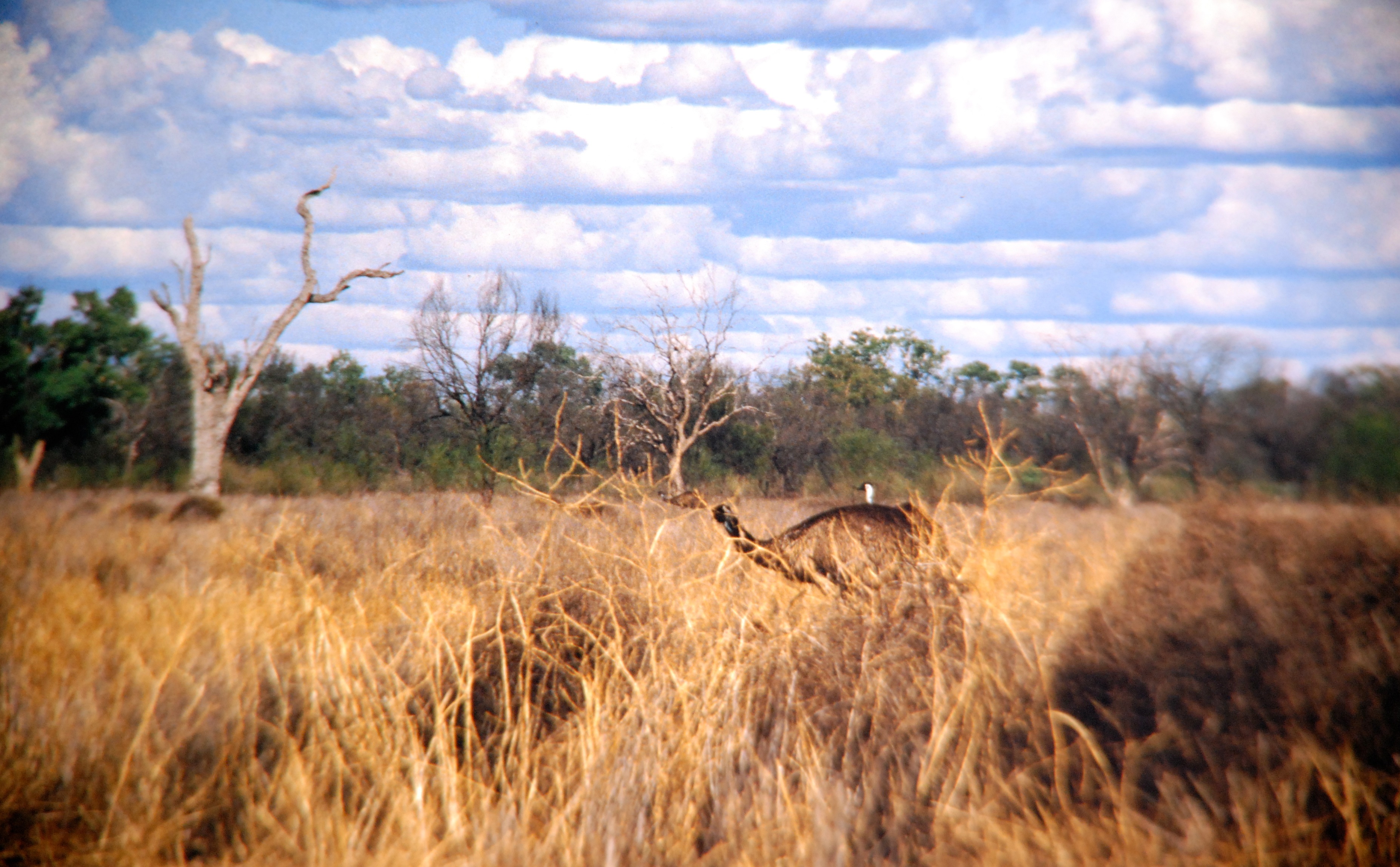 The emu's habitat in Australia.  Picture taken by my grandma.
