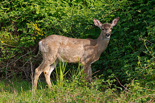 White-tailed Deer.  Public domain image courtesy of WikiMedia Commons.