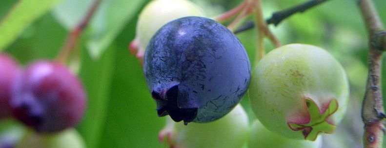 Highbush blueberry. Used with permission from Daniel Ahlqvist.