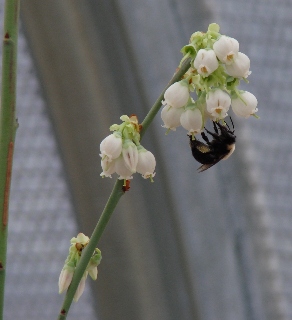 Bee on blueberry flowers.  Photo courtesy of the USDA Agricultural Research Service.