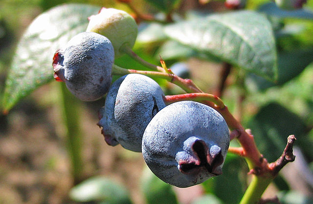 Highbush blueberry! Courtesy of Darkone on Wikimedia Commons.