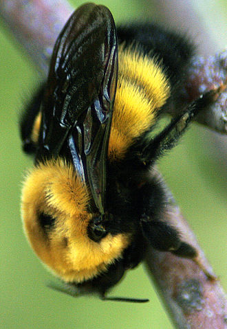 Bumble bee! Photo by Adam Ginsburg.