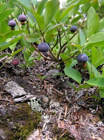 Huckleberries.  Image courtesy of Laurel F. on Wikimedia Commons.