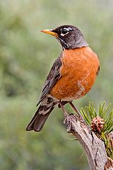 American Robin.  Photo courtesy of Nature's Pic's.