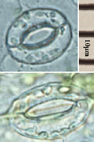 Example of stomata.  The top picture is an open stoma; the bottom picture is a closed stoma.  Photo courtesy of KuriPop on Wikimedia Commons.