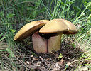 This is a photo of eukaryotic fungus Boletus luridus. Owned by George Chernilevsky and can be found at http://commons.wikimedia.org/wiki/File%3ABoletus_luridus_2011_G1.jpg