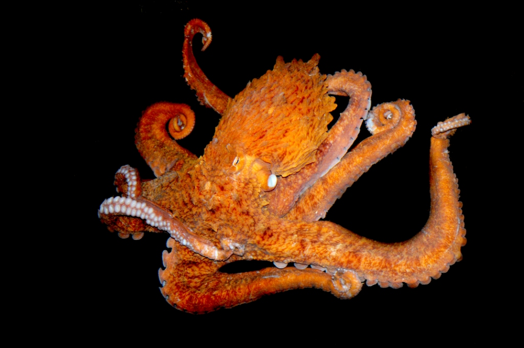 	This is a photo of the Pacific octopus. It is used with permission from Seaside Aquarium/Tiffany Boothe and can be found at http://coastexplorermagazine.com/features/719 