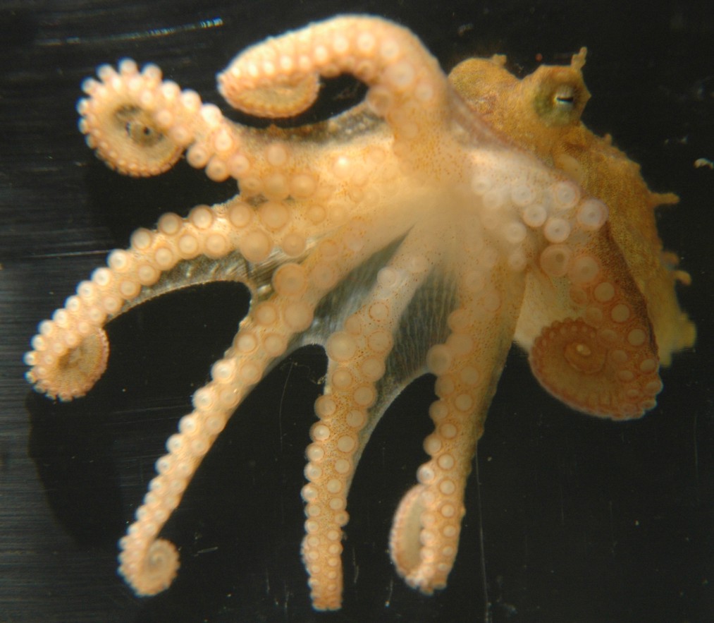 This image depicts a young Pacific octopus. Used with permission from David Cowles on 3/30/12. Found at http://rosario.wallawalla.edu/inverts