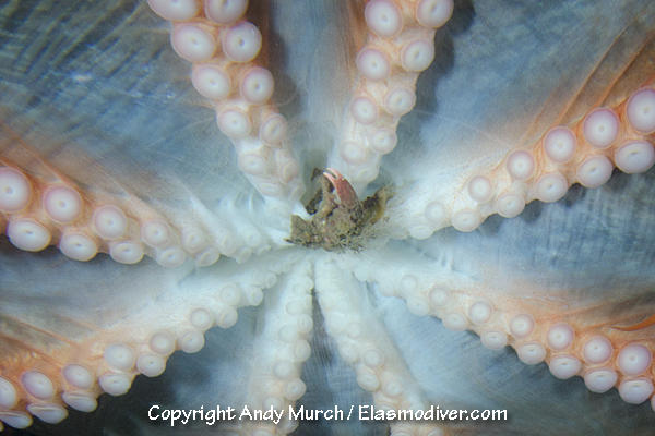 This photo depicts a giant Pacific octopus consuming a crab. It is used with permission from Andy Murch and can be found at http://elasmodiver.com/Giant_Pacific_Octopus_Pictures.htm