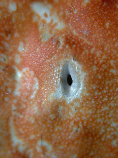 This is a photo of a shell's hole which was drilled by an octopus. Permission received from Sun Moon at www.flickr.com