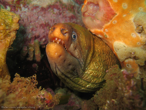 This is an image of a moray eel. It is owned by Richard Ling and can be found at http://www.flickr.com/photos/rling/438037504/sizes/m/in/photostream/