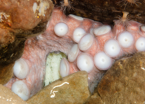 This is a photo of a female giant Pacific octopus guarding her eggs, which can be seen as white circular objects surrounded by her arms. This photo is used with permission from Dan Hershman and can be found at http://www.flickr.com/photos/hershman/4653967759/