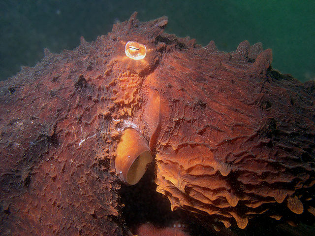 This image shows an octopus's head.Taollan82 is the author of this file. It was retrieved from http://commons.wikimedia.org/wiki/File:E_dofleini_closeup.jpg