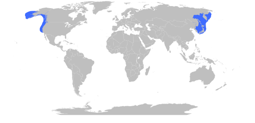 This is the photo of a map depicting the octopus's habitat range. It is used with permission and found at http://en.wikipedia.org/wiki/File:Enteroctopus_dofleini_Range.svg