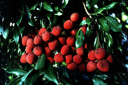 lychee growing on trees
