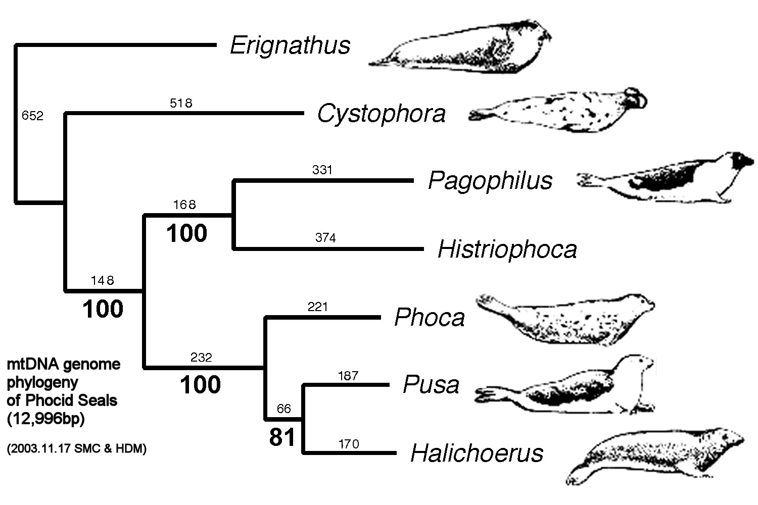 phylogeny of seals