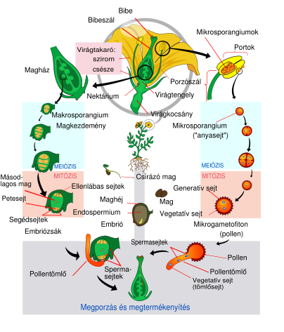 Angiosperm life cycle, photo used with permission from wiki, URL:https://commons.wikimedia.org/wiki/File:Angiosperm_life_cycle_diagram_hu.svg