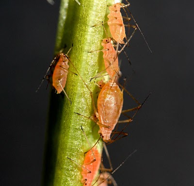 Used with permission, URL:http://nanopatentsandinnovations.blogspot.com/2010/04/aphids-evolved-special-surprising.html