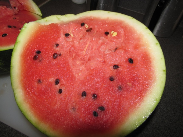 Watermelon, permission by Forest and Kim Starr http://www.hear.org/starr/images/species/?q=citrullus+lanatus&o=plants