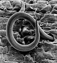Used with permission, URL:http://en.wikipedia.org/wiki/Root-knot_nematode