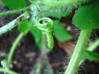 Tendrils of a watermelon, photo used with permission, URL:http://www.flickr.com/photos/wiccked/3174459791/