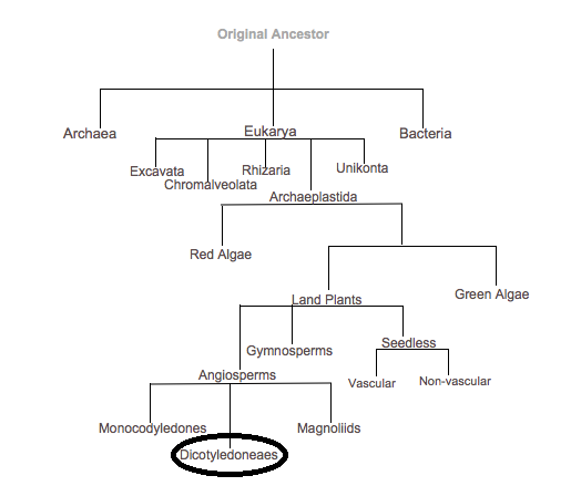 Phylogenetic tree: Dicotyledoneae