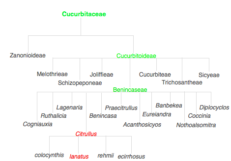 Cucurbitaceae phylogenetic tree created by Elise Montesinos