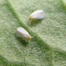 Used with permission, URL:http://en.wikipedia.org/wiki/Whitefly