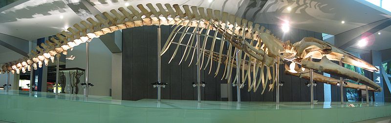 Blue whale spine
