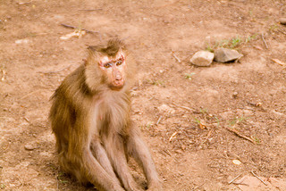 Monkey in Cambodia