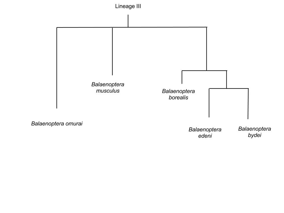 Phylogenetic tree of Balaenapteridae. Constructed by Riley Olson