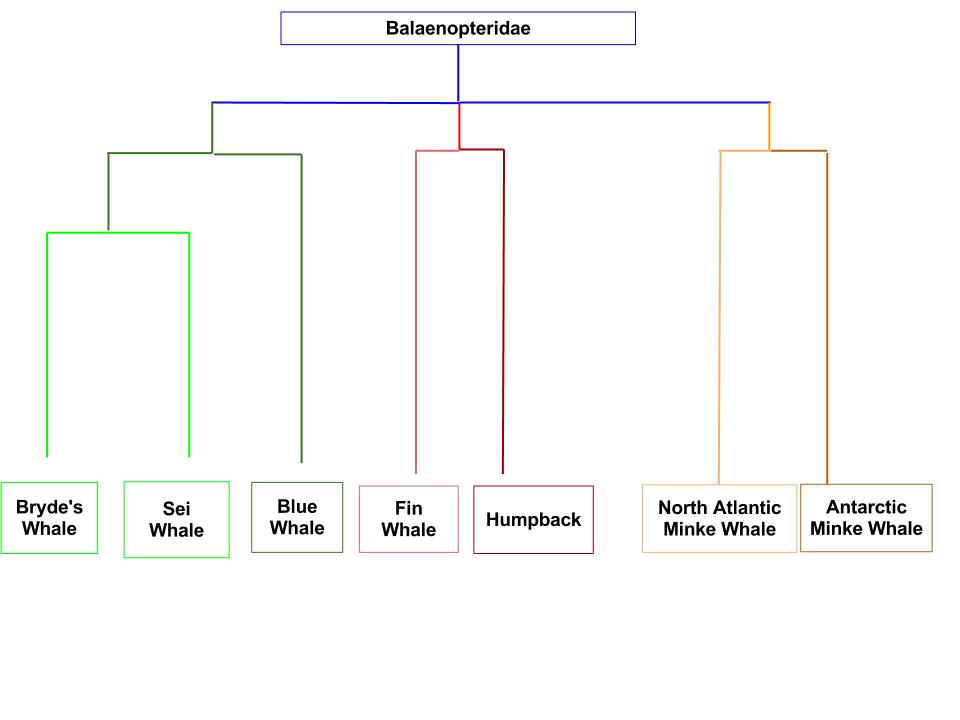Phylogenetic Tree of Blue Whale. Constructed by Riley Olson