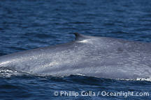 Blue Whale Dorsal Fin