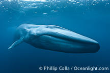 Blue Whale photos by Oceanlight.com