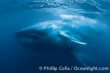 Blue whale feeding underwater