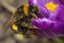 Bumble bee filled with pollen