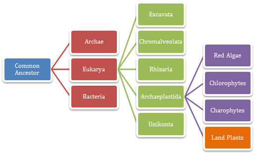 how are organisms classified into domains and kingdoms