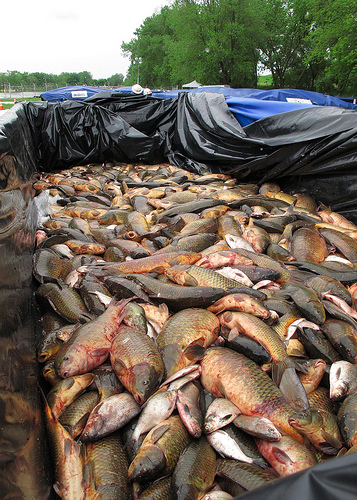 Fish Sorting Operations - Photo courtesy of Asian Carp Regional Coordinating Committee