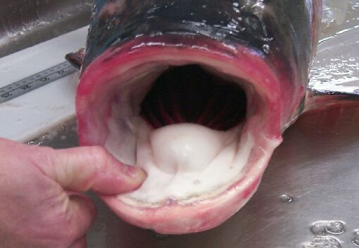 Close-up of Carp Mouth - Photo courtesy of GLFC