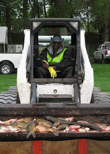Fish Sorting and Disposal - Photo courtesy of Asian Carp Regional Coordinating Committee